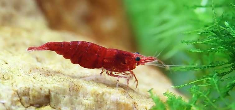 Red Cherry Shrimp