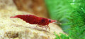 Red Cherry Shrimp