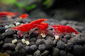 Red Cherry Shrimp