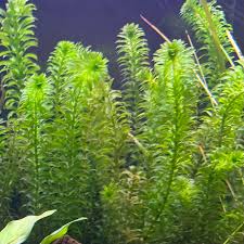 elodea